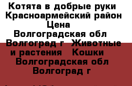 Котята в добрые руки (Красноармейский район) › Цена ­ 1 - Волгоградская обл., Волгоград г. Животные и растения » Кошки   . Волгоградская обл.,Волгоград г.